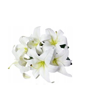 Bukiet 8 Lilii 